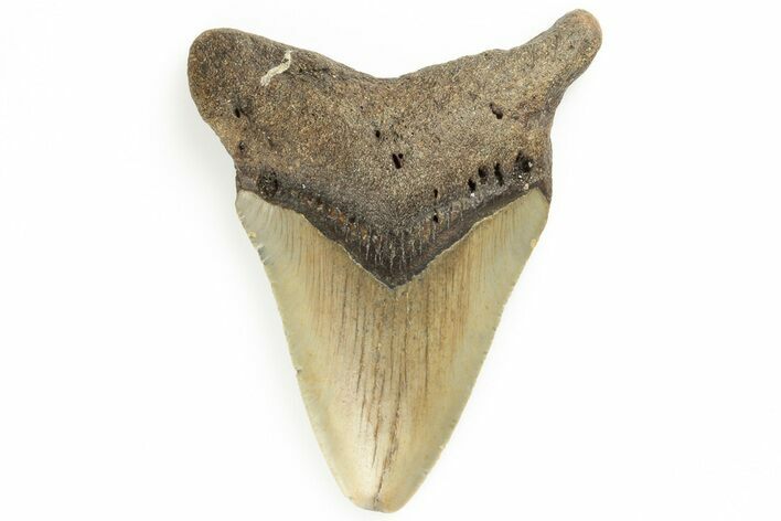 Fossil Megalodon Tooth - North Carolina #190937